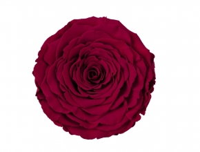 Ruža preparovaná XXL Dark cerise