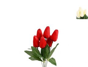 Ky.LE215 Ky.tulipan x6