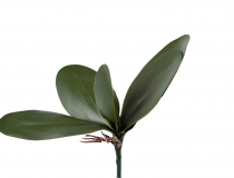 Umelý list orchidey s koreňom 