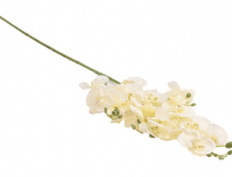 Orchidea