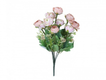 Ky.22KW354-2 Ky. ranunculus x10