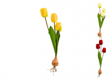 Umelý tulipán s cibuľkou