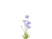 Konár fialová astra x 3