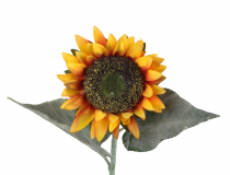 Rezaný kvet / konár slnečnica EVE11161