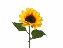 Rezaný kvet / konár slnečnica CV33385 