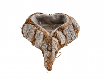 Obal srdce s kôrou FD035 