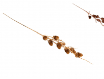  Umelý konár šišky metalický 70 cm CH181 -MIX