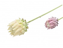  Umelá protea na stopke 63 cm CV31311-MIX