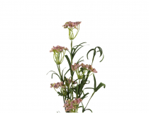 Umelý poľný kvet-Asclepias BMG432 