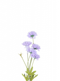 Konár fialová astra x 3