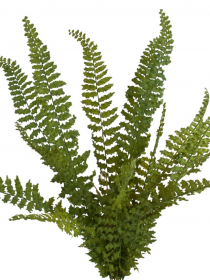 Umelá ťahačka papraď x 17 24KL981 