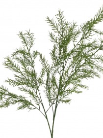 Konár asparágus / špargľa 100cm 24KL978 