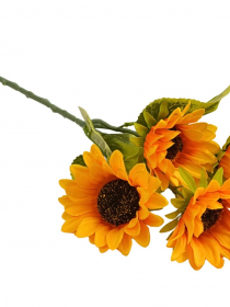 Konár slnečnica x 5 LE203 