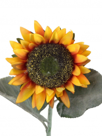 Rezaný kvet / konár slnečnica EVE11161