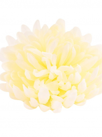 Umelé hlavy kvetov - vencovka Chryzantema BV06886 (bal.12) AKCIA