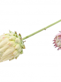  Umelá protea na stopke 63 cm CV31311-MIX