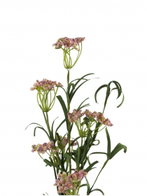 Umelý poľný kvet-Asclepias BMG432 