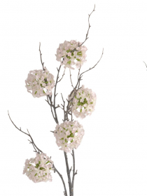 Konár allium x4 ( okrasný cesnak ) CV38333-MIX