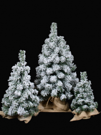 Zasnežený vianočný stromček v jute 80cm