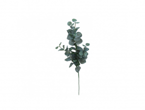 R.CTC36 Konar eukalyptus 62cm