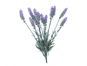 R.GAP709 Ky.levandula x 12