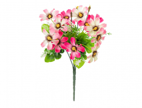 Ky.CV14875-MIX Ky.cosmos x6
