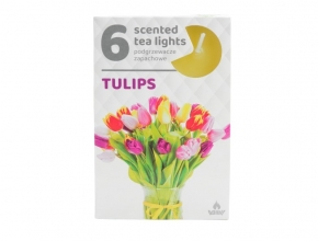 Sv.Cajova aromatická (bal.6) 11gr/4hod Tulips 306