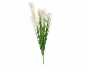 Tráva pampas 