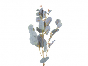 R.LIN013 Konár eukalyptus AKCIA