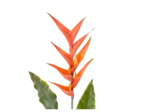 Heliconia YL020