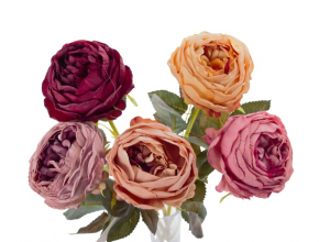 R.A5269 Peonia