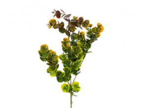 Konár eukalyptus
