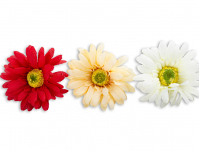R.XF085A Venc. gerbera