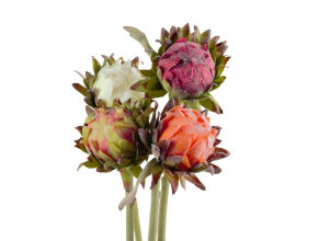 Protea mix