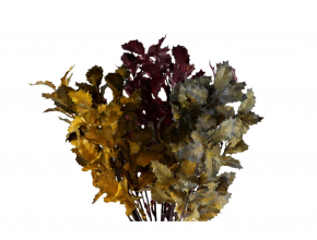 R.CV23561-MIX Ky. ilex x5