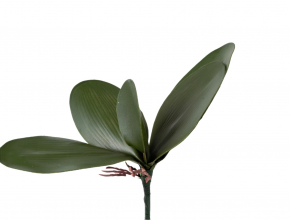 Umelý list orchidey s koreňom 