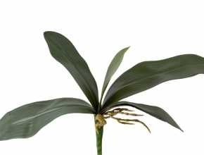 R.CV10513 Koreň, list orchidea