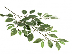 Vetva ficus panas. x42lvs 60cm