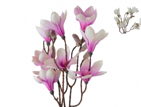 R.XH4M42-30 Konar magnolia