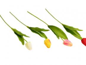 R.FG04 Tulipán 