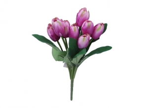 Kytička tulipán
