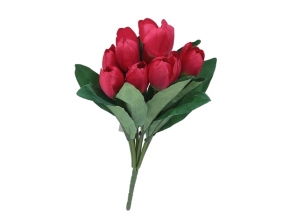 Ky.EVE4541 Ky.tulipan x9