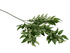 R.LE206 GR Konar list 70cm