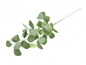 Konár eukalyptus