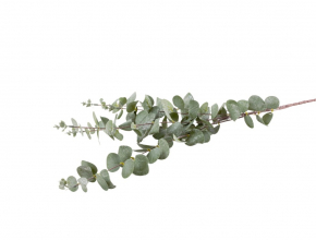 R.EVE9718 Konar eukalyptus gliter x4