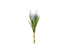 Kytička svetlo modrá modrica (Muscari) x 4