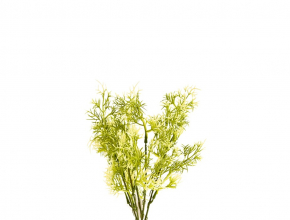 R.WD154A Ky. asparagus x5 35cm