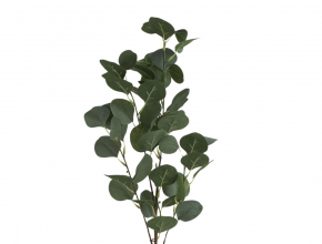 Konár eukalyptus x 3 22KW704 