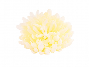 Umelé hlavy kvetov - vencovka Chryzantema BV06886 (bal.12) AKCIA