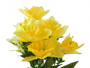 Kytička narcis 